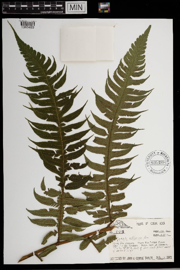 Pteris altissima image