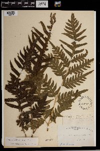 Pteris altissima image