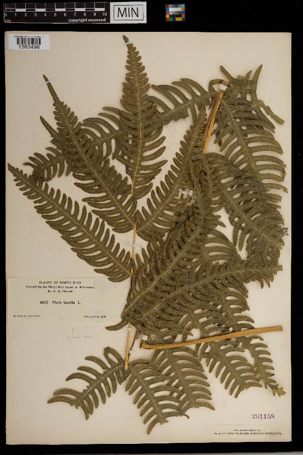 Pteris biaurita image