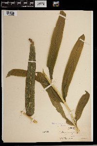 Image of Pteris grandifolia