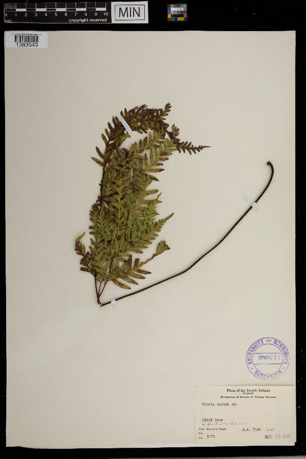 Pteris deltea image