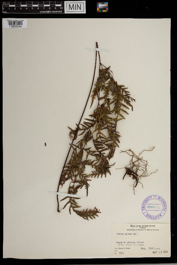 Pteris deltea image