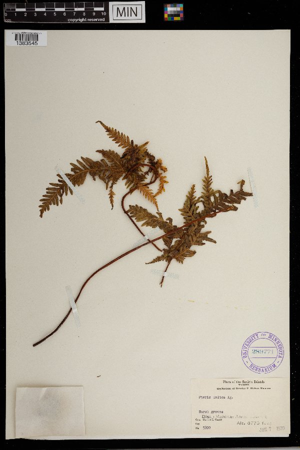 Pteris deltea image