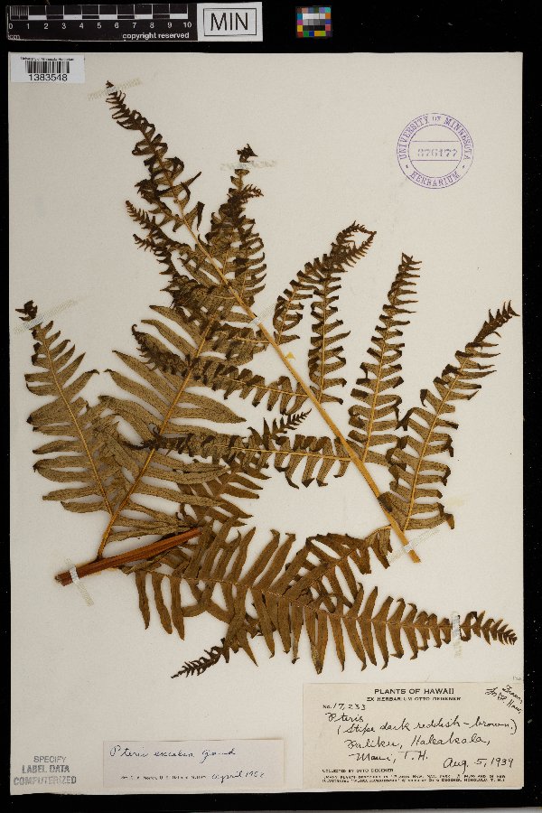 Pteris excelsa image