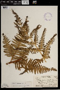 Image of Pteris excelsa