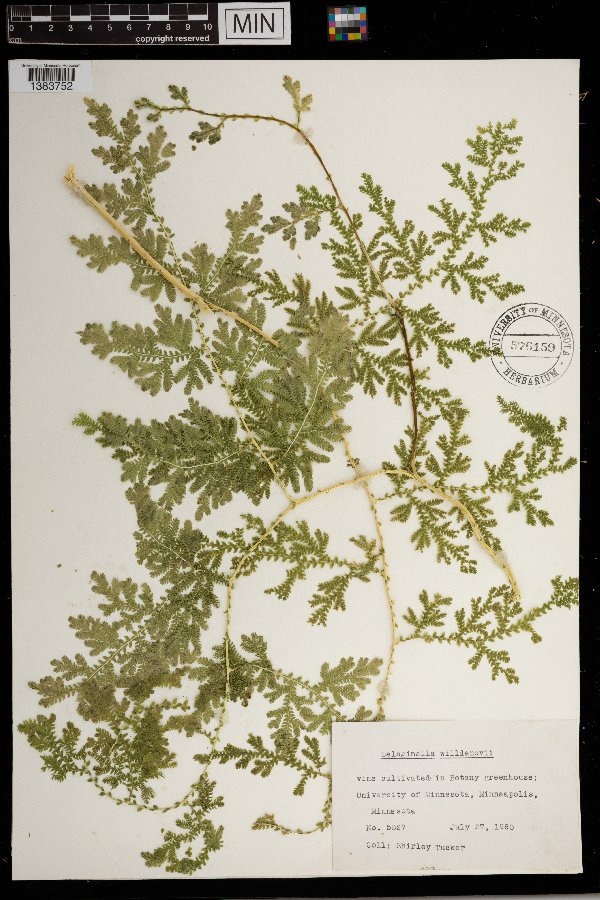 Selaginella willdenowii image