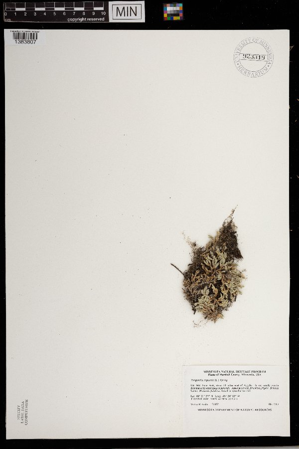 Selaginella rupestris image