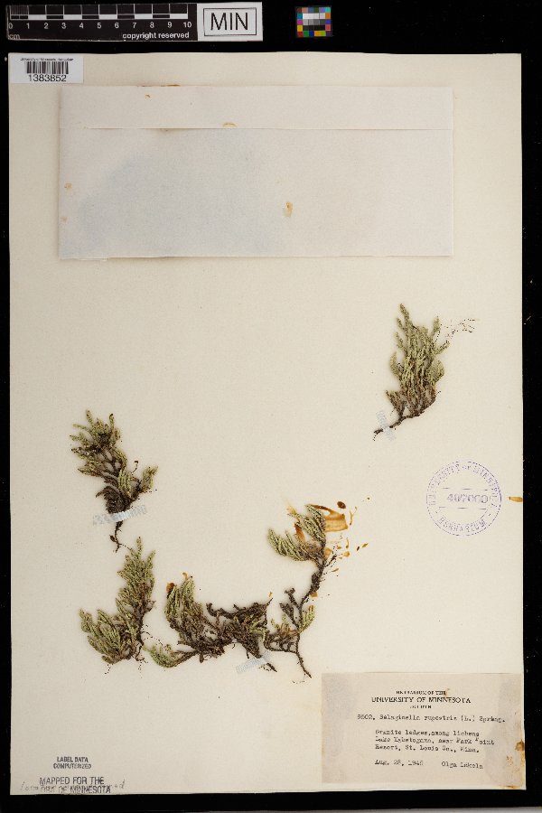 Selaginella rupestris image