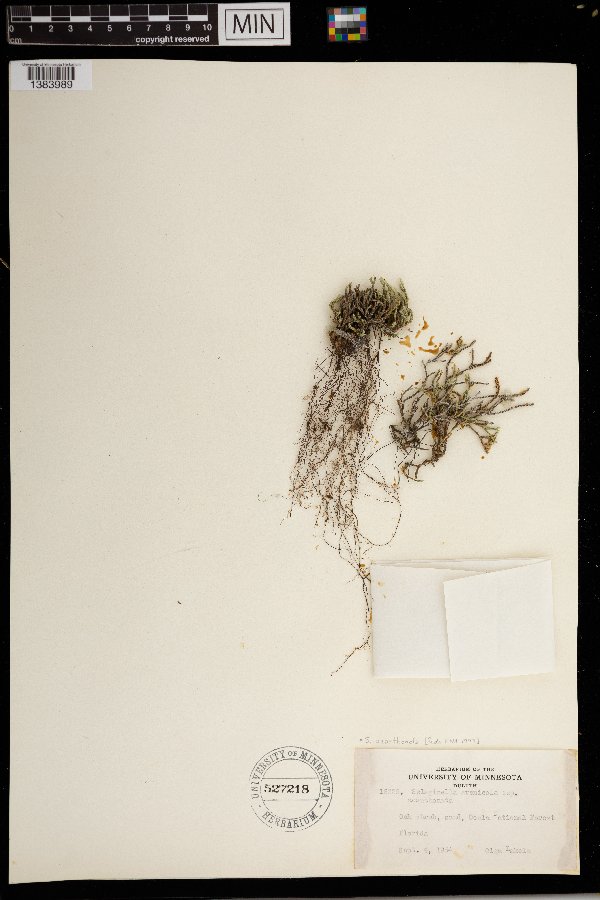 Selaginella acanthonota image