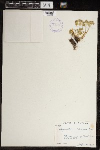 Chrysosplenium tetrandrum image