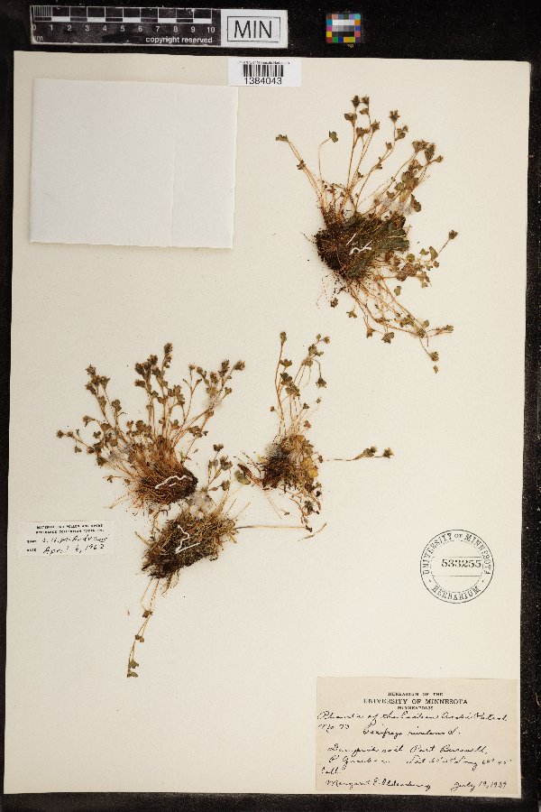 Saxifraga rivularis subsp. rivularis image