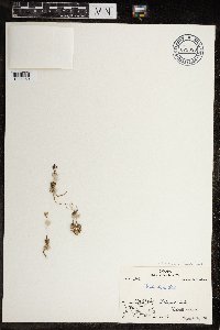Image of Draba corymbosa