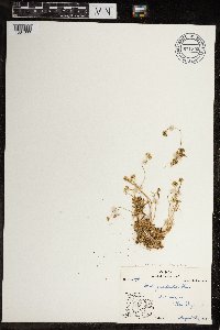 Image of Draba oblongata