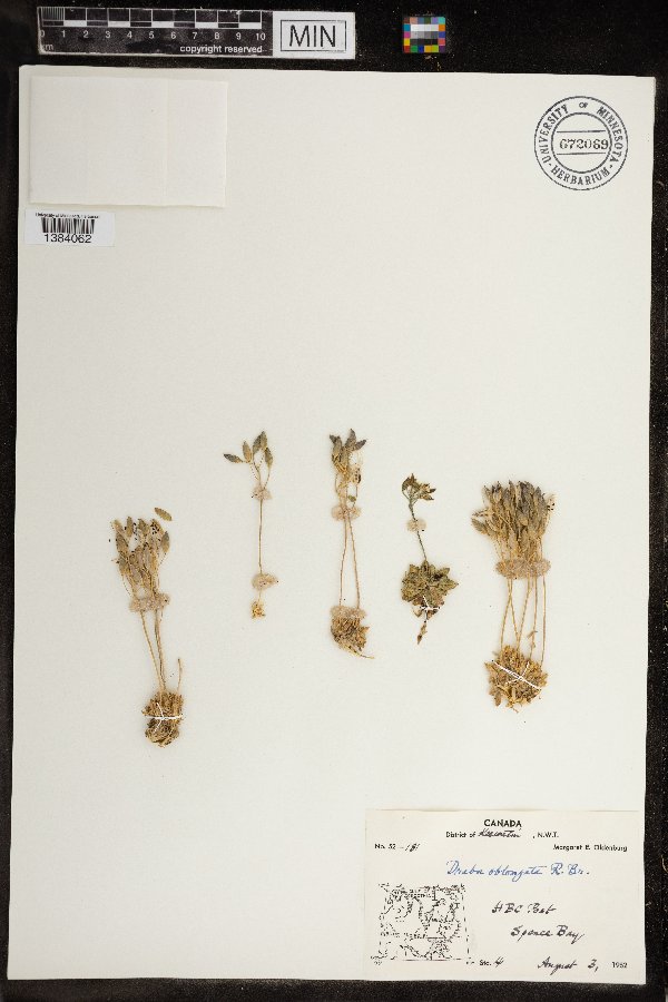 Draba arctica image