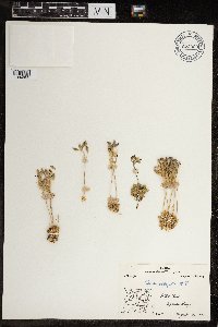 Image of Draba arctica