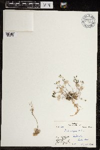 Image of Draba cinerea