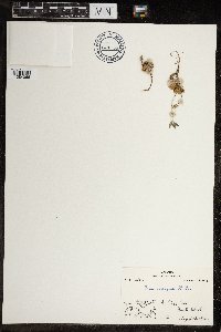 Image of Draba micropetala
