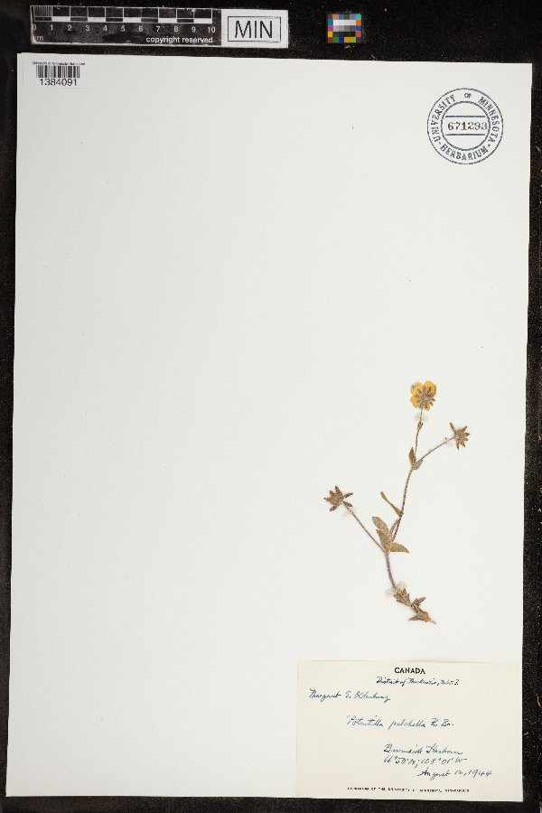 Potentilla pulchella image