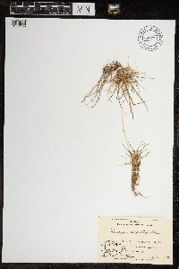 Deschampsia cespitosa image