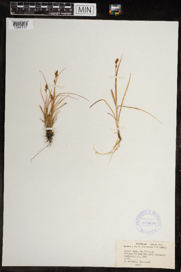 Carex bipartita image