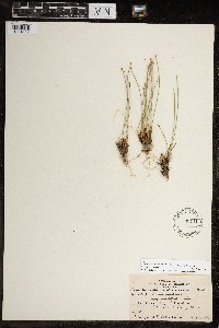 Trichophorum cespitosum image