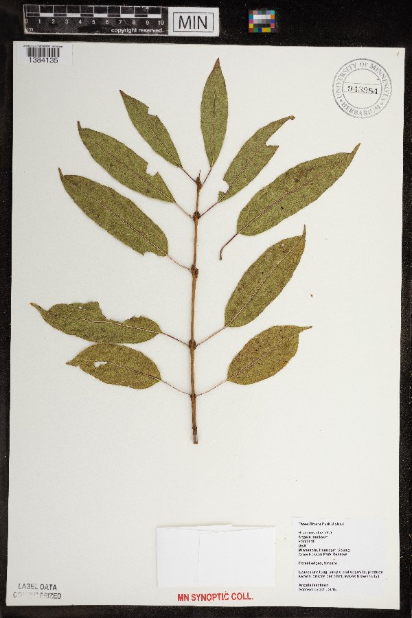 Rhamnus davurica image