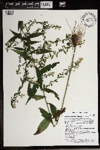 Symphyotrichum lateriflorum image