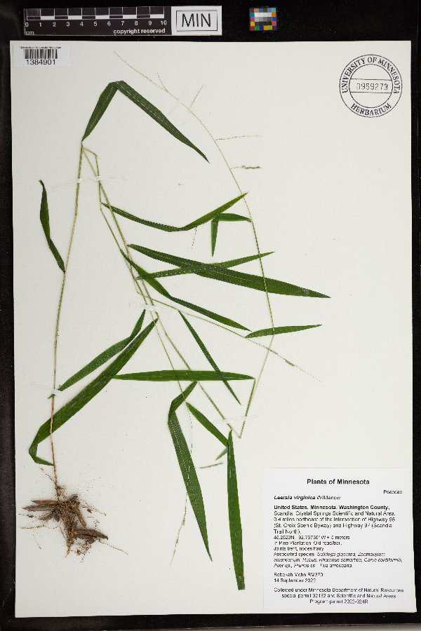 Leersia virginica image