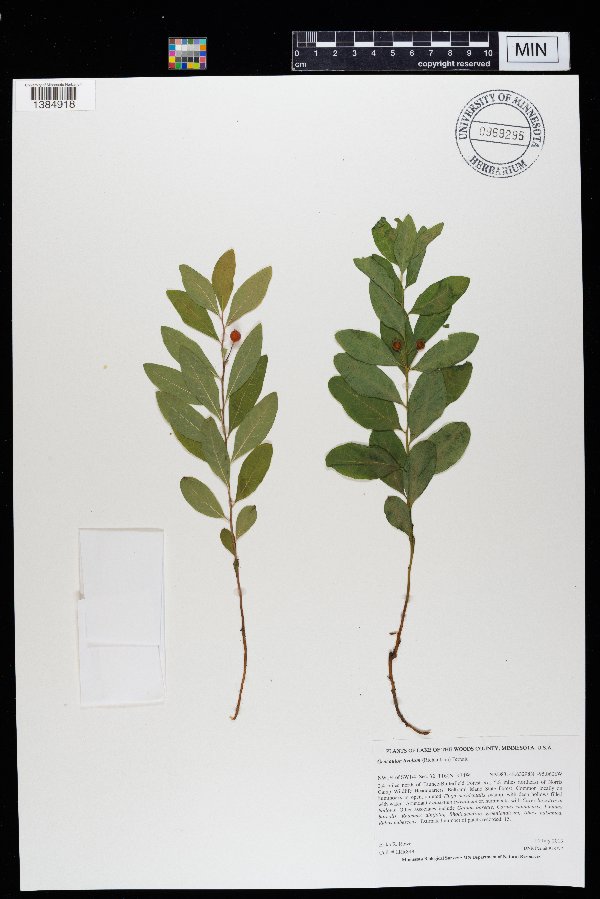 Comandraceae image