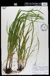 Carex gracillima image