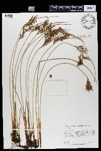 Juncus effusus image