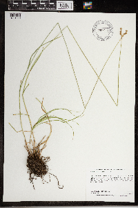 Carex brevior image