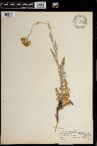 Hymenopappus scabiosaeus image