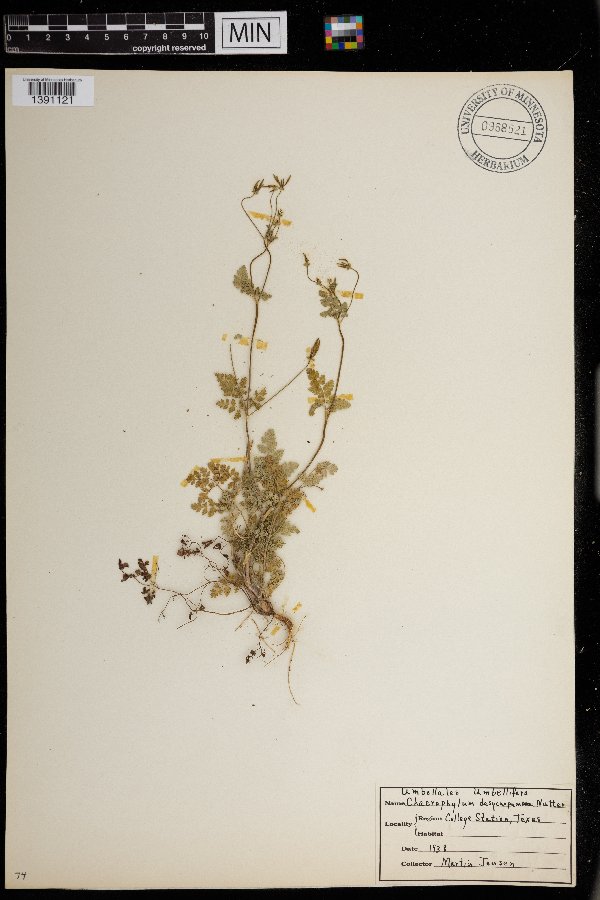Chaerophyllum tainturieri Hook. var. dasycarpum image