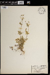 Image of Chaerophyllum tainturieri hook. var. dasycarpum