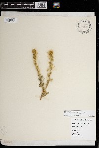 Amsinckia menziesii image