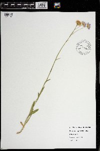 Erigeron speciosus image