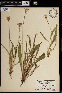 Agoseris aurantiaca image