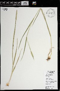 Phleum pratense image