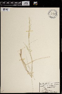 Image of Piptatheropsis micrantha