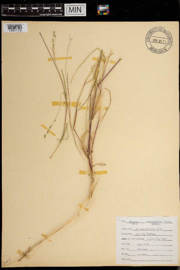 Panicum brachyanthum image