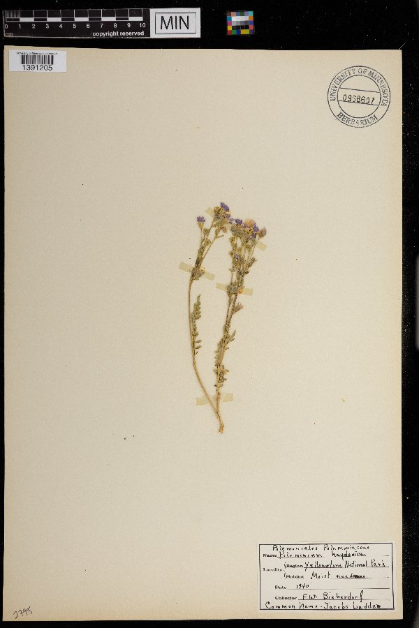 Polemonium pulcherrimum var. pulcherrimum image