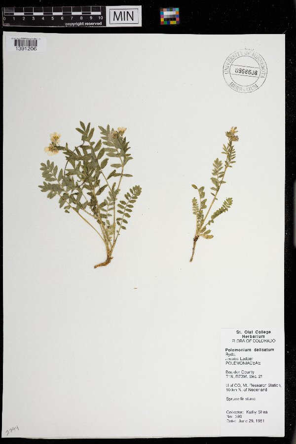 Polemonium pulcherrimum image