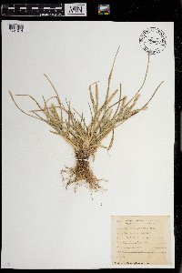 Eleusine indica image