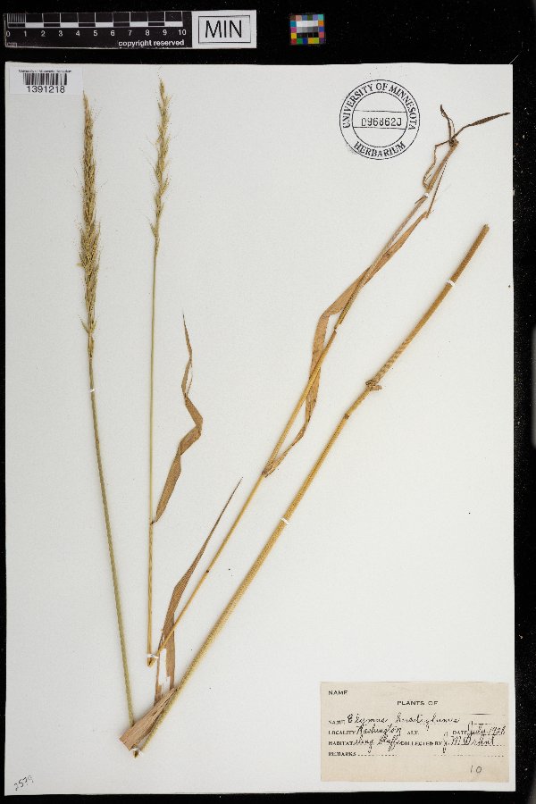 Elymus virginicus var. intermedius image