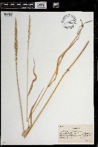 Elymus virginicus image