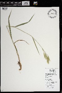 Bromus pumpellianus image