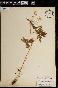 Geranium richardsonii image