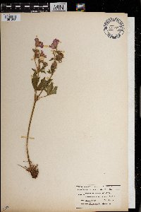 Geranium viscosissimum image