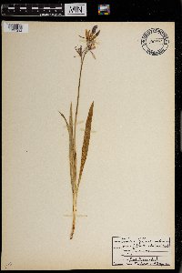 Camassia quamash image